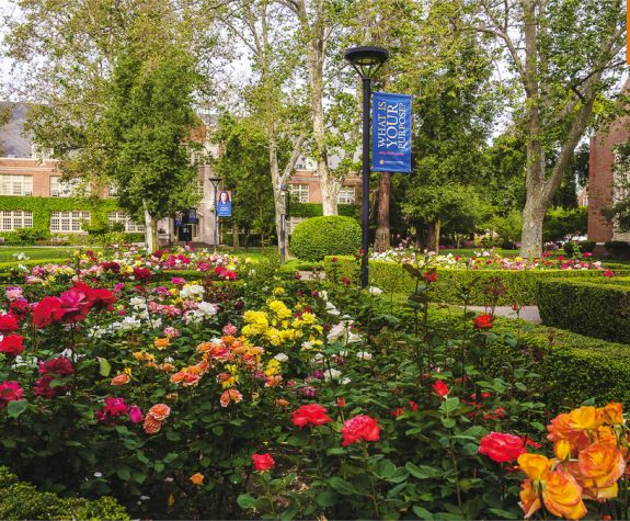 Rose garden