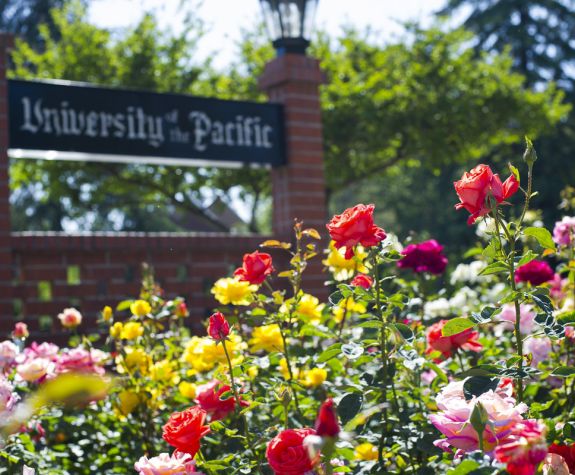 campus Rose garden