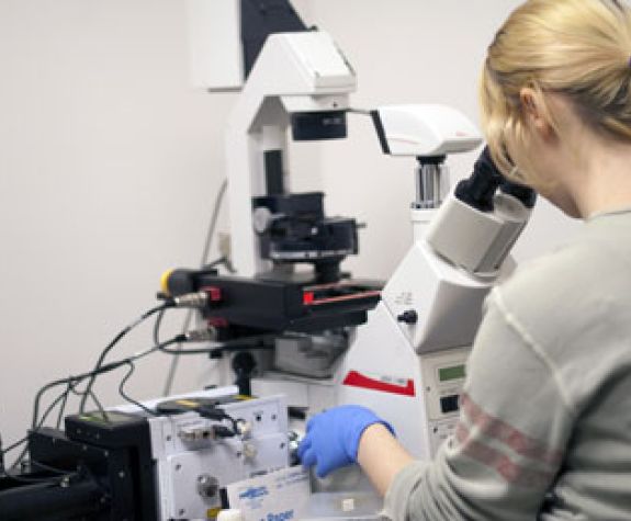 A graduate student uses the confocal microscope to monitor the sub-cellular localization of cysteine proteases that are tagged with different fluorescent markers.