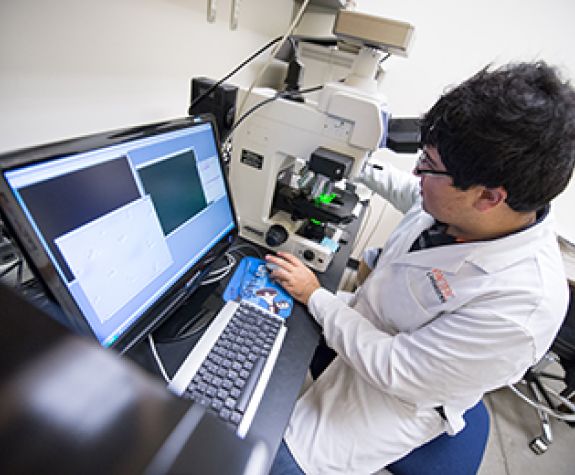 An undergraduate student studies the morphological features of proteins that form the cytoskeleton in mammalian cells.