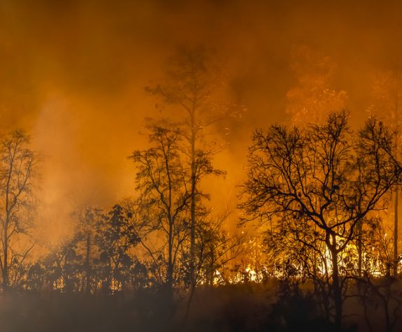 Amazon rainforest on fire