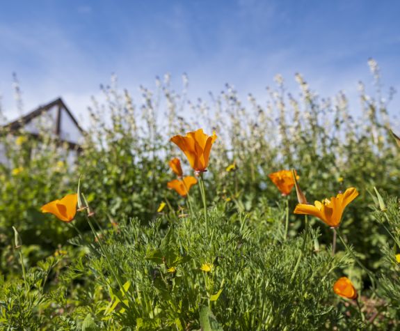 california poppies