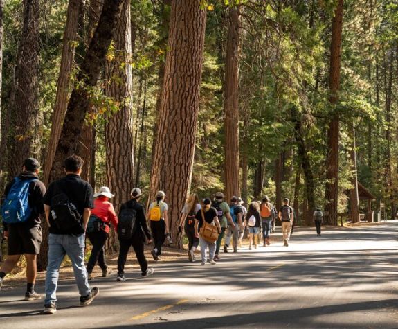 a group of people walks on a path surrounded by large trees