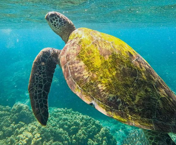 turtle