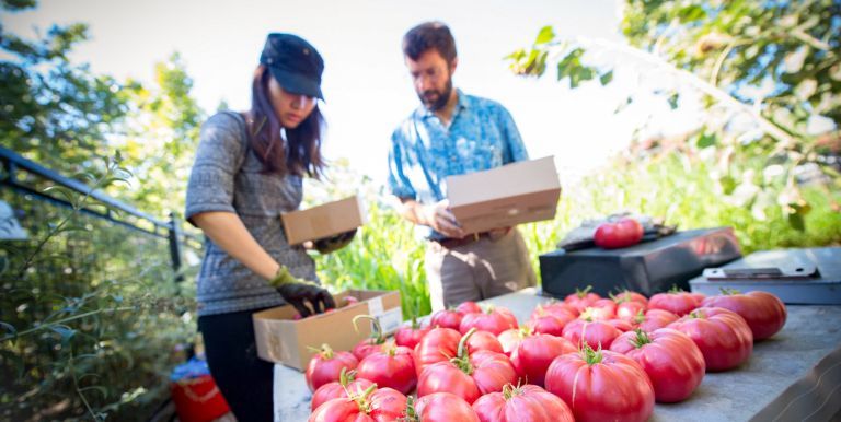 Garden program; tomato picking
