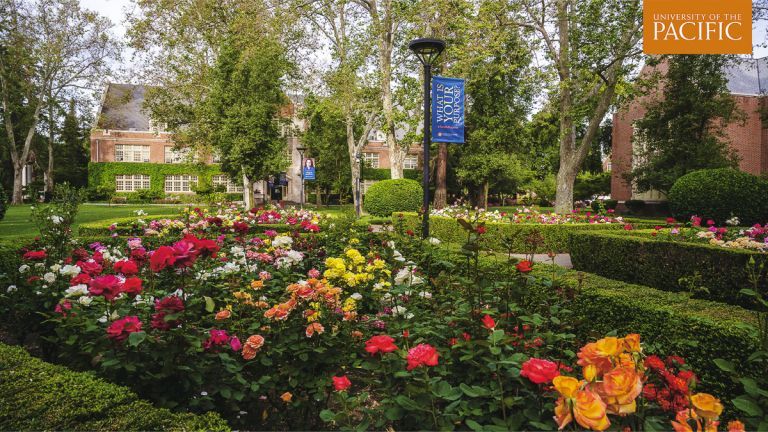 rose garden