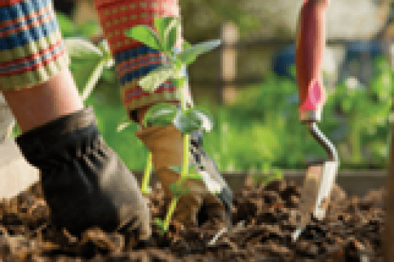 A pair of hands reaches down into soil next to a plant.