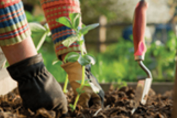 hands with gloves on in dirt putting a pant into ground