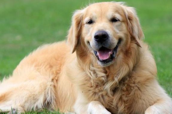 A dog