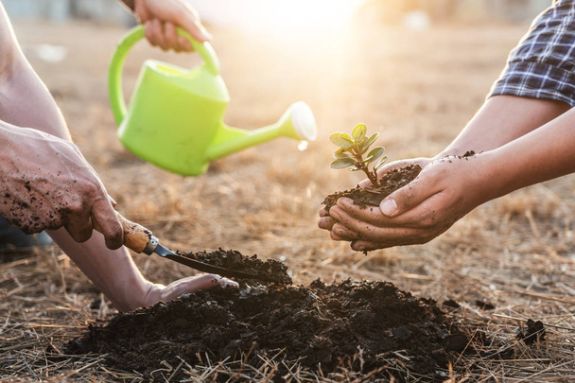Hand holds plant as another holds a shovel for gardening