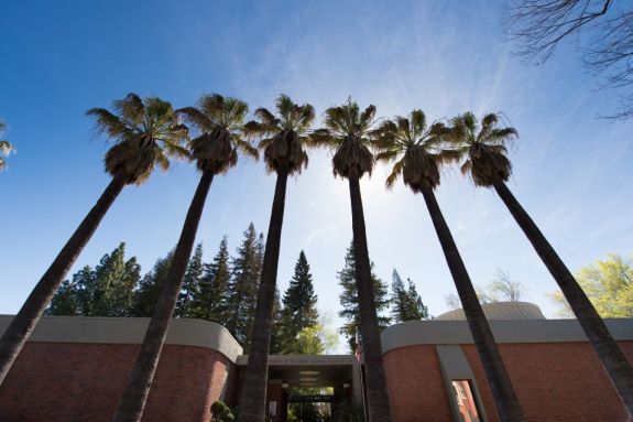 sacramento palm trees