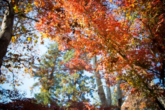campus beauty - trees in autumn turning orange and yellow