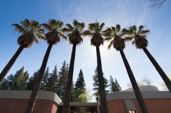 palm trees on Sacramento campus