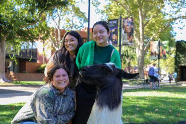 Three students pose with a llama on campus