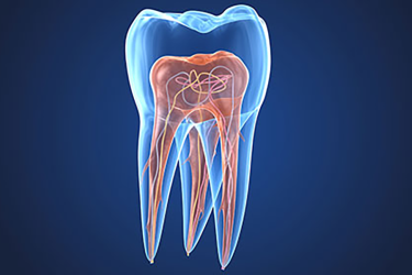illustrated detail interior of a tooth