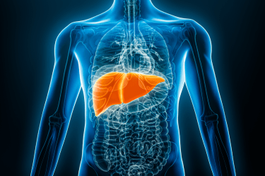 liver