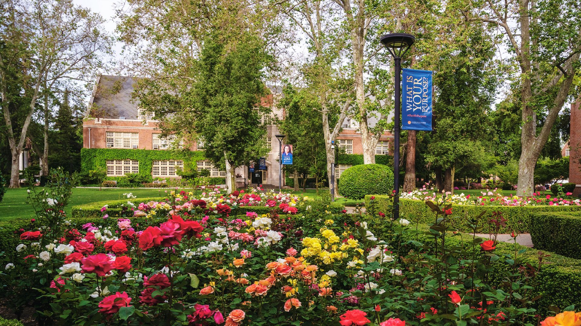Rose Garden