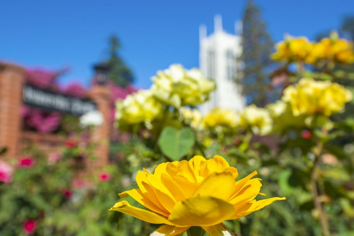 rose on campus
