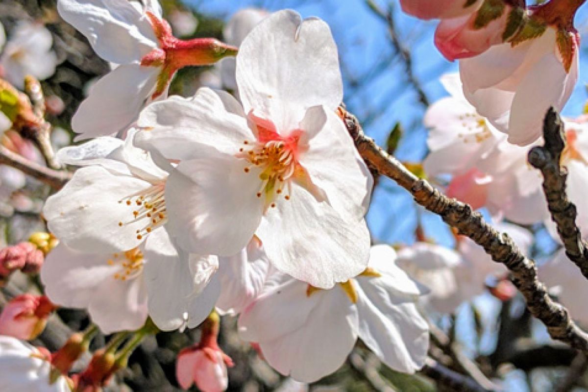 Cherry blossoms