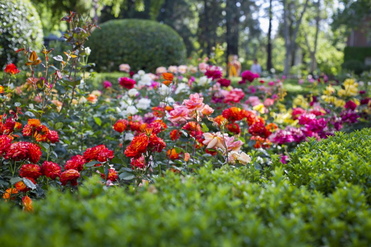roses on campus