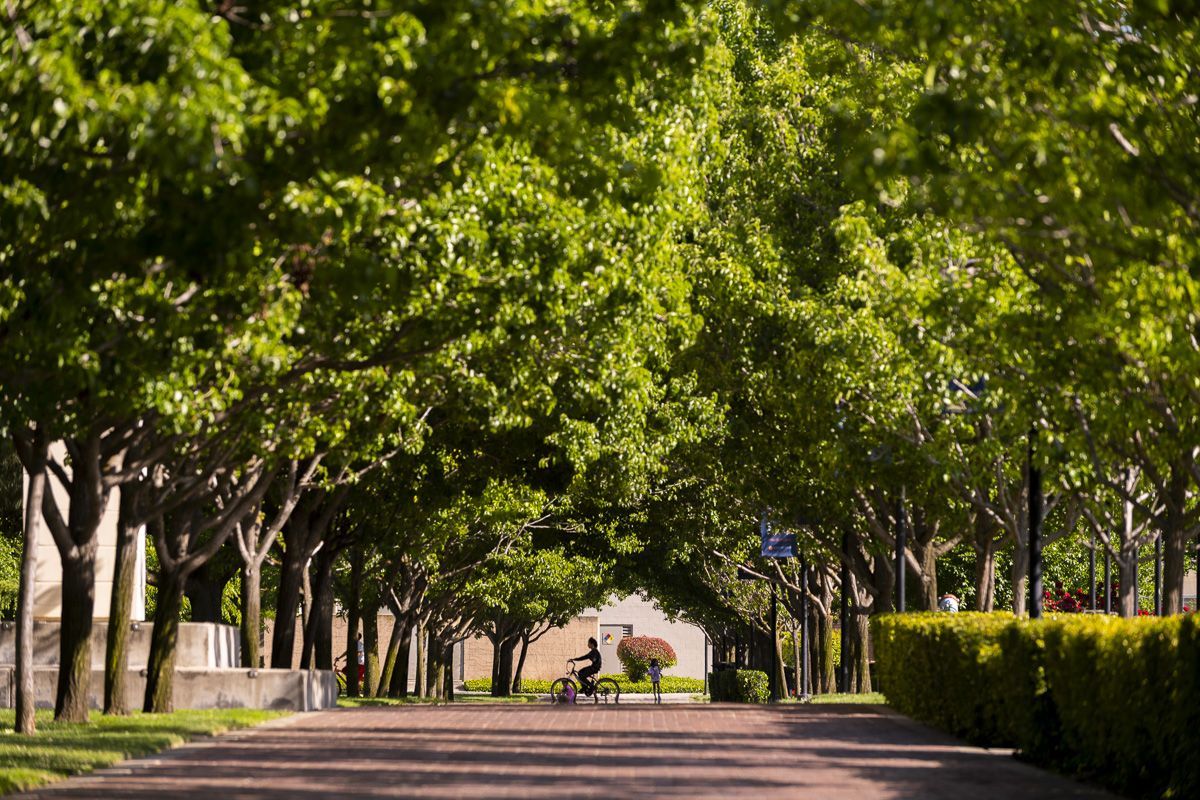 a student rides a bike on campus by a row of trees