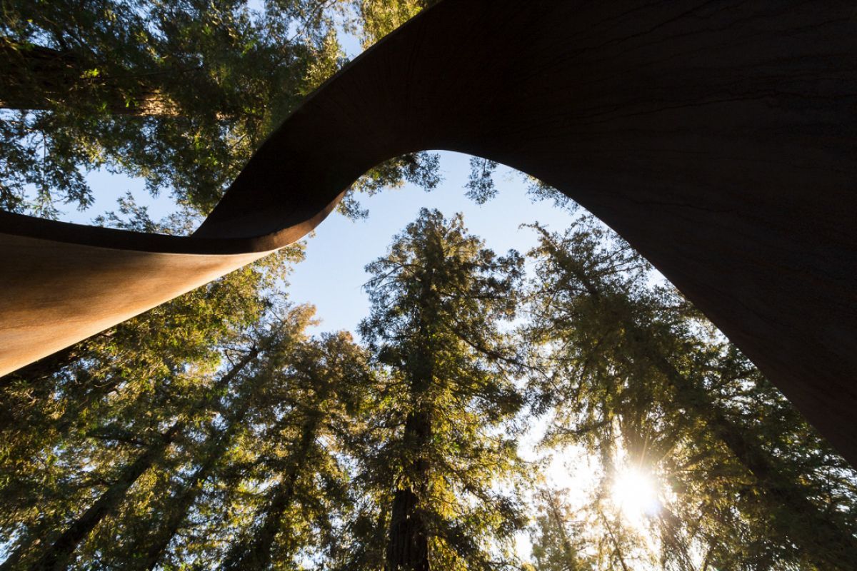Among the trees of the Redwood Grove is one of UOP's most interesting sculptures. The Möbius Strip was built as a memorial for several members of the Pacific community who had passed away unexpectedly. Today its flame-like shape serves as a symbolic eternal flame to honor the memory of all Pacific community members who have passed away.
