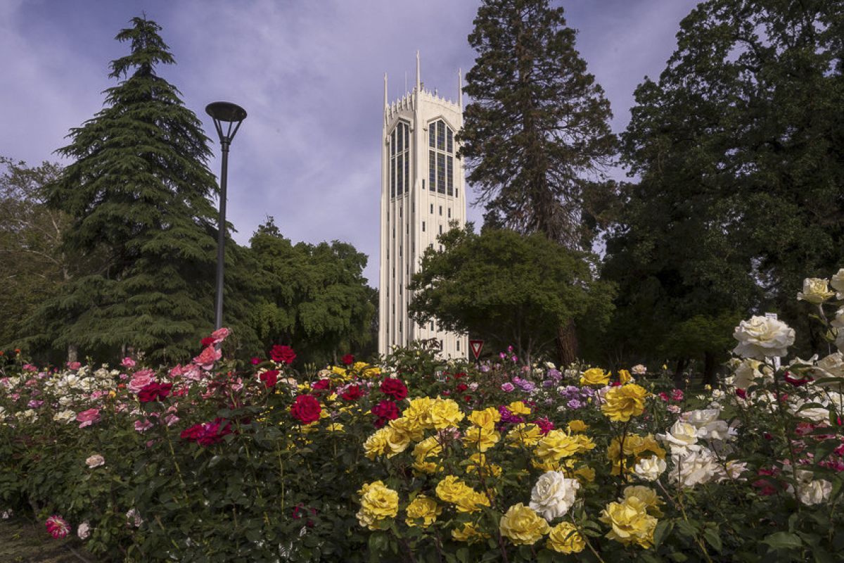 View of Burns Tower from the rose garden