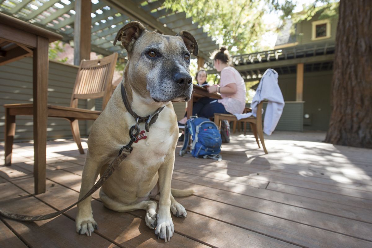dog sitting outside