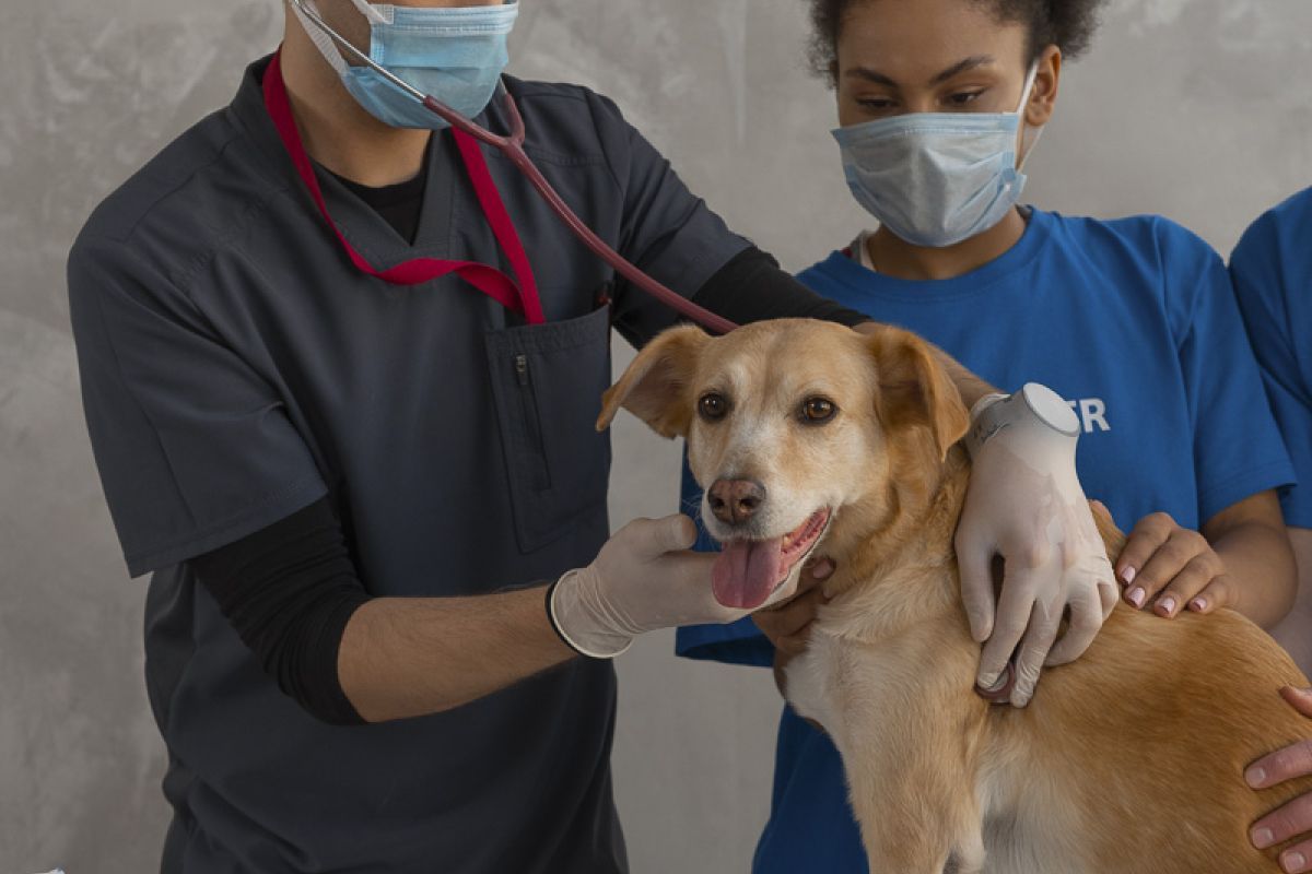 Veterinarian examining dog