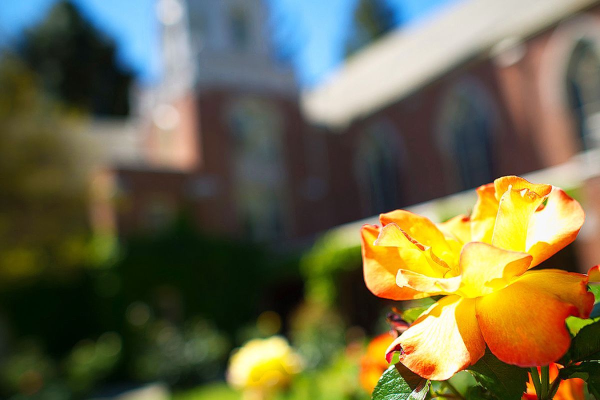 a yellow rose with the chapel in the background