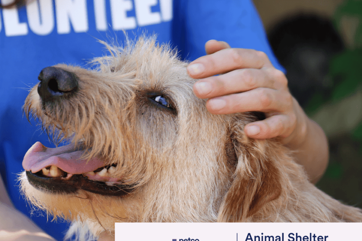 animal shelter logos