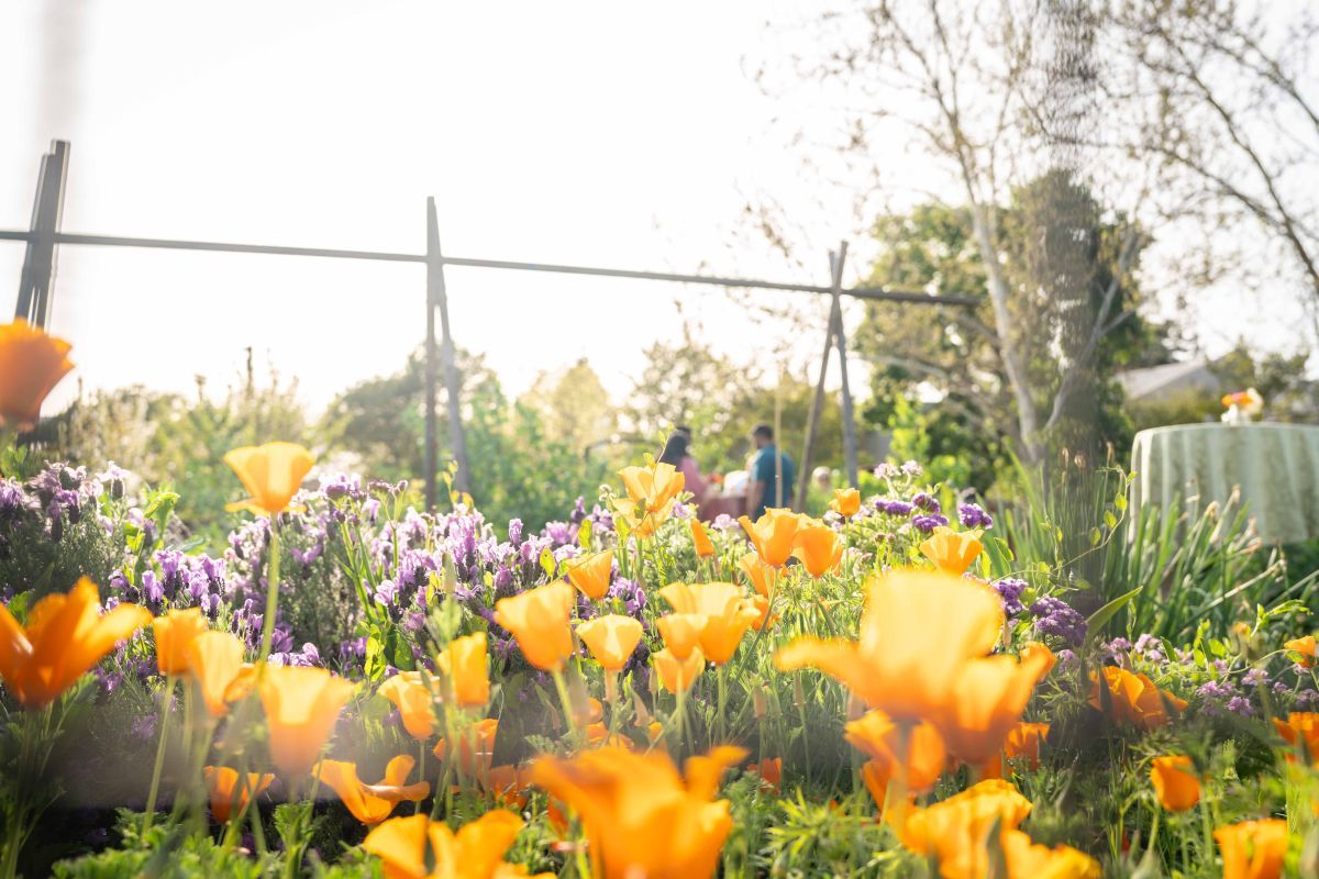 garden view