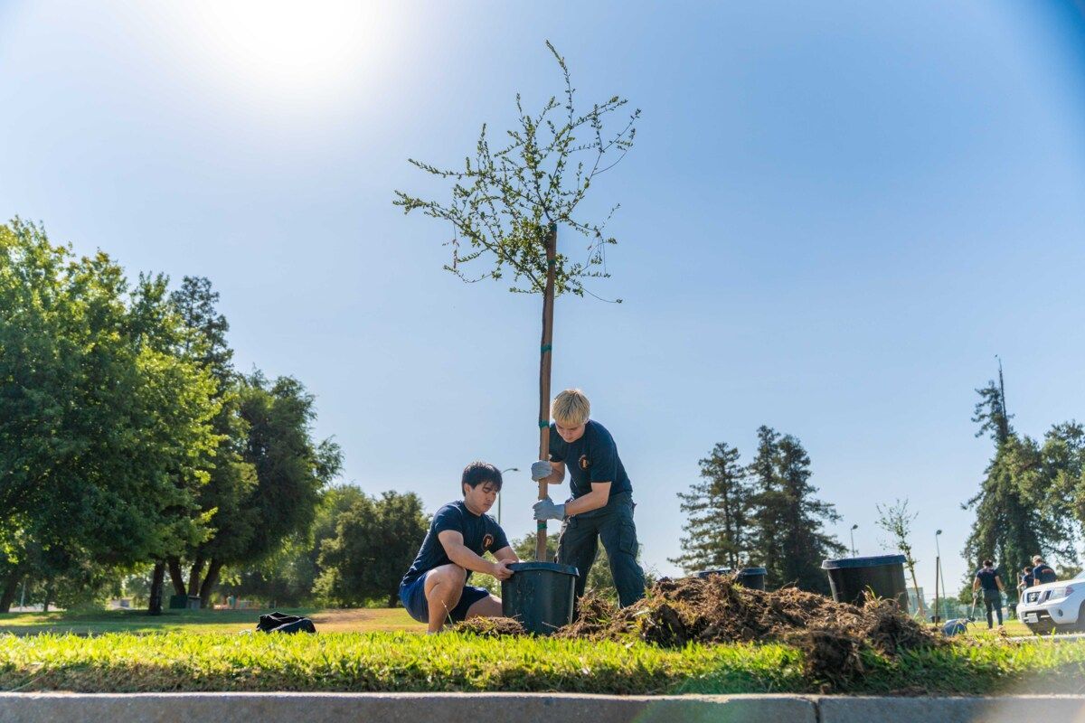 students plant a tree