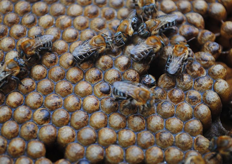 Melipona scutellaris, a stingless bee which produces a substance called geopropolis to seal its hive. Geopropolis contains a compound with antiinflammatory properties. Photo credit: Cícero R. C. Omena.