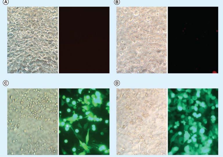 Figure 4. Transfection efficiency observed by florescence microscopy of HeLa cells following transfection by 4 μl TransfeX complexed to 1 μg plasmid DNA (Monster Green® Fluorescent Protein) or green uorescent protein expressing adenovirus in 48-well plates. (A) Untreated control cells. (B) DNA-treated cells. (C) Cells transfected with TransfeX. (D) Adenovirus-transduced cells. Left panels: Phase contrast images; Right panels: Fluorescence images.