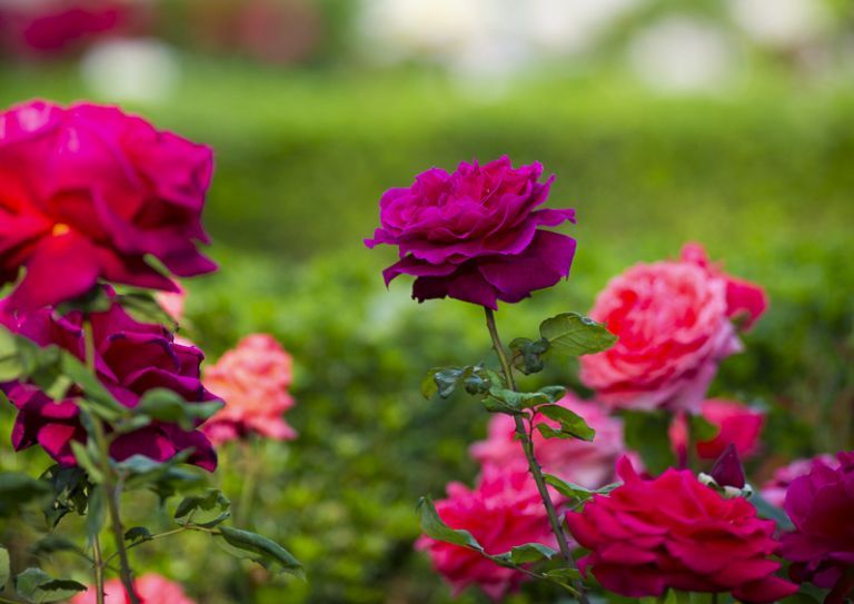 rose garden on campus
