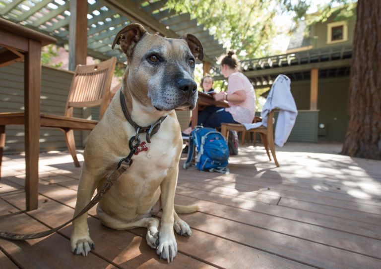 dog sitting outside