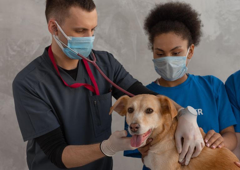 Veterinarian examining dog