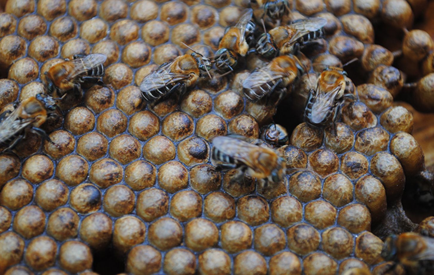Melipona scutellaris, a stingless bee which produces a substance called geopropolis to seal its hive. Geopropolis contains a compound with antiinflammatory properties. Photo credit: Cícero R. C. Omena.