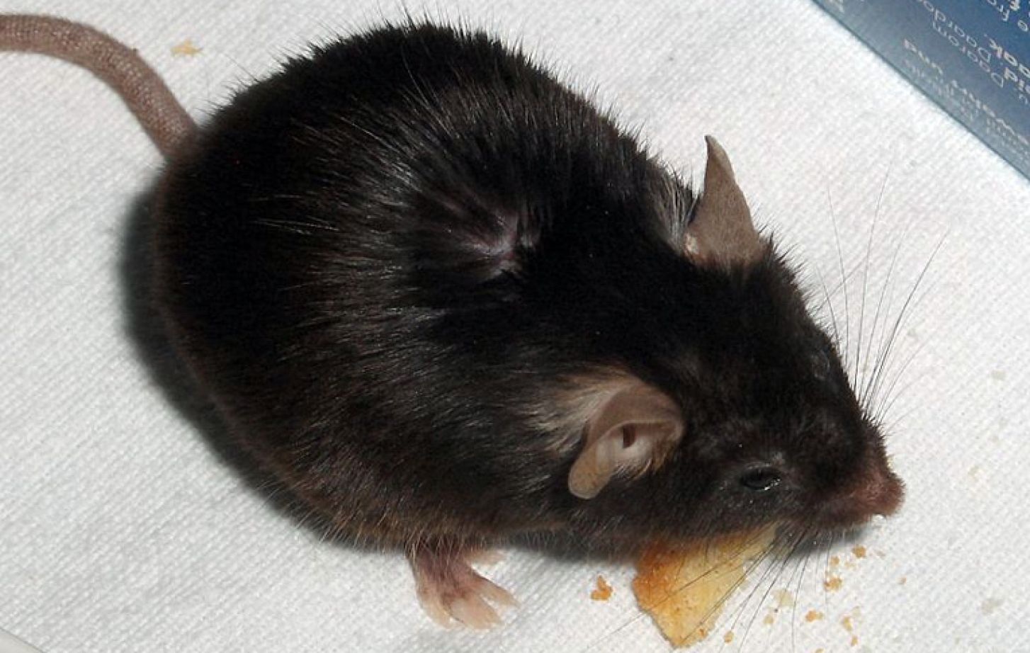 The C57BL/6J strain of mice responds more strongly to opioids.
