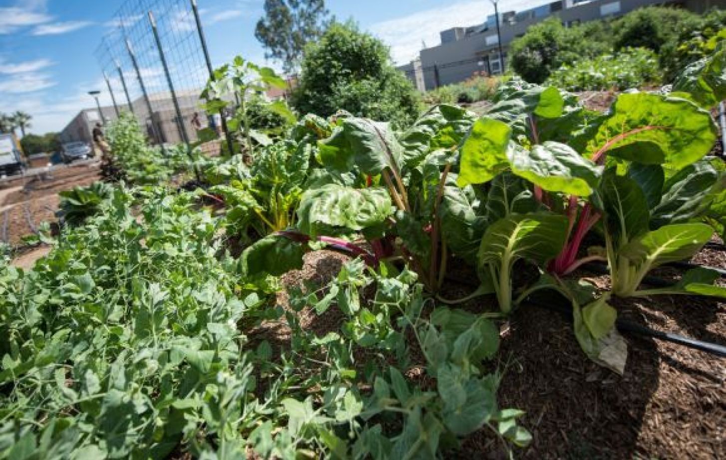 Robb Garden plants