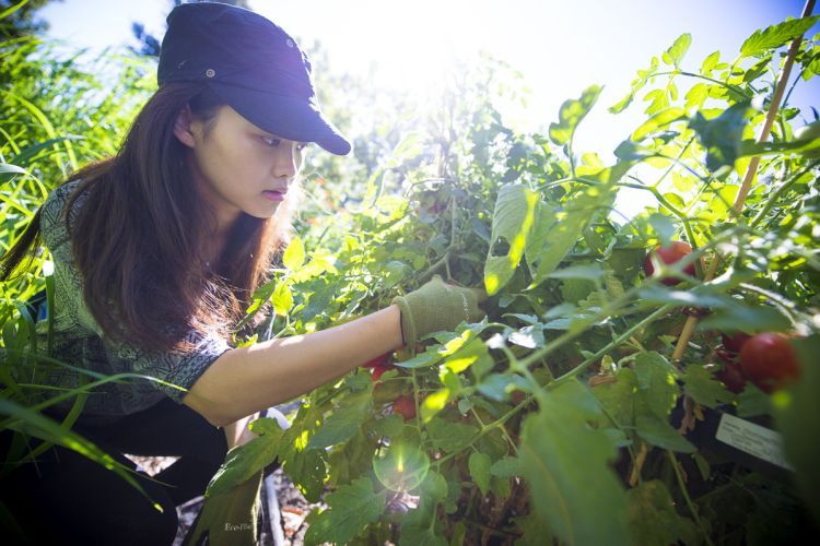 Student Working in Robb Garden