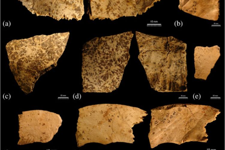 Cranial fragments from Soyons, France.