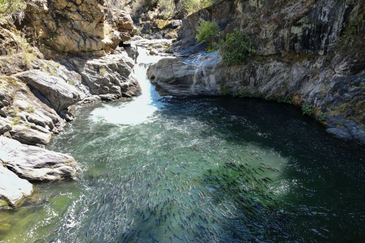 Butte Creek Spring Run Salmon