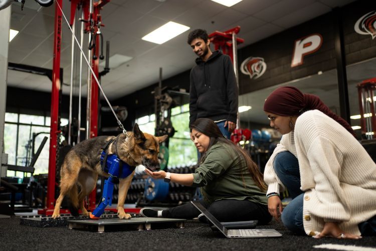 a dog with a prosthetic leg stands on a force plate while three students watch