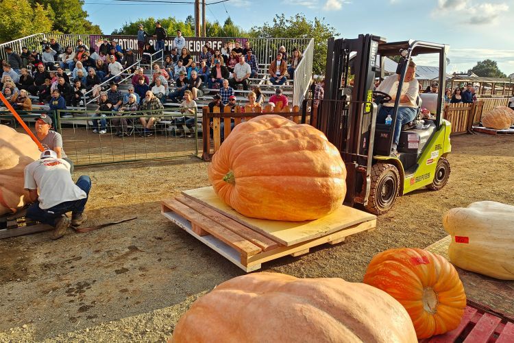 pumpkin is moved on a forklift