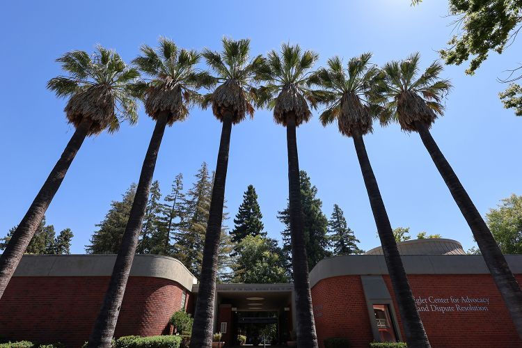 An image of palm trees on a college campus