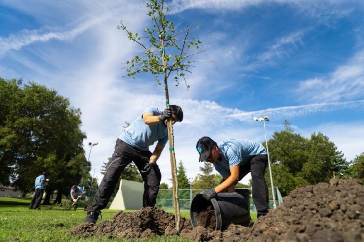 Two students planting a tree