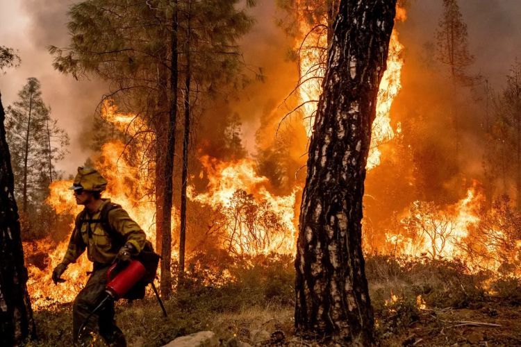 a firefighter walks through a burning forest trying to put out the flames. 