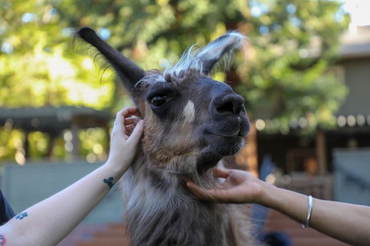 A llama smiles at the camera while multiple people's hands try to pet it.  